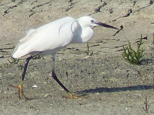 Aigrette garzette